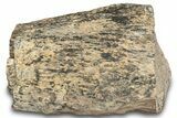Dinosaur (Triceratops) Bone Section - Montana #287461-1